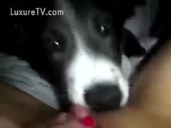 Adorable puppy salivating on moist crack